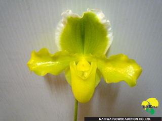 Paphiopedilum Yasuragi.jpg